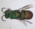  ( - RMNH.INS.1532262)  @11 [ ] by-nc-sa (2024) Unspecified Naturalis Biodiversity Center