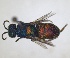  ( - RMNH.INS.1532263)  @11 [ ] by-nc-sa (2024) Unspecified Naturalis Biodiversity Center