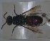 (Chrysis valida - RMNH.INS.1532266)  @11 [ ] by-nc-sa (2024) Unspecified Naturalis Biodiversity Center