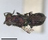  ( - RMNH.INS.1532267)  @11 [ ] by-nc-sa (2024) Unspecified Naturalis Biodiversity Center