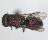  ( - RMNH.INS.1532268)  @11 [ ] by-nc-sa (2024) Unspecified Naturalis Biodiversity Center