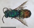  ( - RMNH.INS.1532270)  @11 [ ] by-nc-sa (2024) Unspecified Naturalis Biodiversity Center