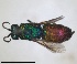  ( - RMNH.INS.1532271)  @11 [ ] by-nc-sa (2024) Unspecified Naturalis Biodiversity Center