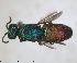 ( - RMNH.INS.1532272)  @11 [ ] by-nc-sa (2024) Unspecified Naturalis Biodiversity Center