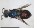  ( - RMNH.INS.1532275)  @11 [ ] by-nc-sa (2024) Unspecified Naturalis Biodiversity Center
