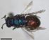 ( - RMNH.INS.1532277)  @11 [ ] by-nc-sa (2024) Unspecified Naturalis Biodiversity Center
