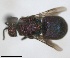  ( - RMNH.INS.1532286)  @11 [ ] by-nc-sa (2024) Unspecified Naturalis Biodiversity Center