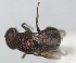  ( - RMNH.INS.1532287)  @11 [ ] by-nc-sa (2024) Unspecified Naturalis Biodiversity Center