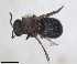  ( - RMNH.INS.1532288)  @11 [ ] by-nc-sa (2024) Unspecified Naturalis Biodiversity Center