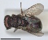  ( - RMNH.INS.1532293)  @11 [ ] by-nc-sa (2024) Unspecified Naturalis Biodiversity Center
