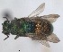  ( - RMNH.INS.1532298)  @11 [ ] by-nc-sa (2024) Unspecified Naturalis Biodiversity Center