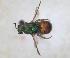  ( - RMNH.INS.1532299)  @11 [ ] by-nc-sa (2024) Unspecified Naturalis Biodiversity Center