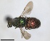  ( - RMNH.INS.1532300)  @11 [ ] by-nc-sa (2024) Unspecified Naturalis Biodiversity Center