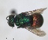 ( - RMNH.INS.1532303)  @11 [ ] by-nc-sa (2024) Unspecified Naturalis Biodiversity Center