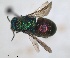 ( - RMNH.INS.1532305)  @11 [ ] by-nc-sa (2024) Unspecified Naturalis Biodiversity Center
