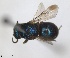  (Holopyga mavromoustakisi - RMNH.INS.1532306)  @11 [ ] by-nc-sa (2024) Unspecified Naturalis Biodiversity Center