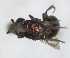  ( - RMNH.INS.1532307)  @11 [ ] by-nc-sa (2024) Unspecified Naturalis Biodiversity Center