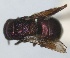  (Holopyga miranda - RMNH.INS.1532308)  @11 [ ] by-nc-sa (2024) Unspecified Naturalis Biodiversity Center