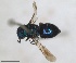  ( - RMNH.INS.1532310)  @11 [ ] by-nc-sa (2024) Unspecified Naturalis Biodiversity Center