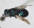  ( - RMNH.INS.1532311)  @11 [ ] by-nc-sa (2024) Unspecified Naturalis Biodiversity Center