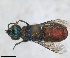  ( - RMNH.INS.1532312)  @11 [ ] by-nc-sa (2024) Unspecified Naturalis Biodiversity Center