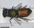  ( - RMNH.INS.1532313)  @11 [ ] by-nc-sa (2024) Unspecified Naturalis Biodiversity Center