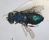  ( - RMNH.INS.1532314)  @11 [ ] by-nc-sa (2024) Unspecified Naturalis Biodiversity Center