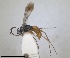  ( - RMNH.INS.1532322)  @11 [ ] by-nc-sa (2024) Unspecified Naturalis Biodiversity Center