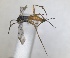  ( - RMNH.INS.1532323)  @11 [ ] by-nc-sa (2024) Unspecified Naturalis Biodiversity Center