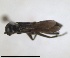  ( - RMNH.INS.1532331)  @11 [ ] by-nc-sa (2024) Unspecified Naturalis Biodiversity Center