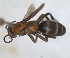  ( - RMNH.INS.1532339)  @11 [ ] by-nc-sa (2024) Unspecified Naturalis Biodiversity Center