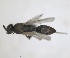  ( - RMNH.INS.1532340)  @11 [ ] by-nc-sa (2024) Unspecified Naturalis Biodiversity Center
