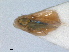  ( - RMNH.INS.1645623)  @11 [ ] by-nc-sa (2024) Unspecified Naturalis Biodiversity Centre