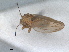  ( - RMNH.INS.1645634)  @11 [ ] by-nc-sa (2024) Unspecified Naturalis Biodiversity Centre