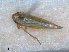  ( - RMNH.INS.1645643)  @11 [ ] by-nc-sa (2024) Unspecified Naturalis Biodiversity Centre