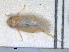  (Eurhadina ribauti - RMNH.INS.1645987)  @11 [ ] by-nc-sa (2024) Unspecified Naturalis Biodiversity Centre