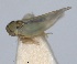  (Tamaricella - RMNH.INS.1646022)  @11 [ ] by-nc-sa (2024) Unspecified Naturalis Biodiversity Centre
