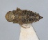  ( - RMNH.INS.1646045)  @11 [ ] by-nc-sa (2024) Unspecified Naturalis Biodiversity Centre
