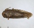  ( - RMNH.INS.1646048)  @11 [ ] by-nc-sa (2024) Unspecified Naturalis Biodiversity Centre