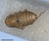  ( - RMNH.INS.1646055)  @11 [ ] by-nc-sa (2024) Unspecified Naturalis Biodiversity Centre