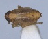  ( - RMNH.INS.1646064)  @11 [ ] by-nc-sa (2024) Unspecified Naturalis Biodiversity Centre