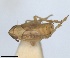  ( - RMNH.INS.1646065)  @11 [ ] by-nc-sa (2024) Unspecified Naturalis Biodiversity Centre
