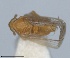  ( - RMNH.INS.1646068)  @11 [ ] by-nc-sa (2024) Unspecified Naturalis Biodiversity Centre