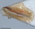  (Zygina rhamni - RMNH.INS.1646750)  @11 [ ] by-nc-sa (2024) Unspecified Naturalis Biodiversity Centre