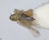  ( - RMNH.INS.1646751)  @11 [ ] by-nc-sa (2024) Unspecified Naturalis Biodiversity Centre
