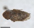  (Aphrodes carinata - RMNH.INS.1646769)  @11 [ ] by-nc-sa (2024) Unspecified Naturalis Biodiversity Centre