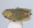  ( - RMNH.INS.1646810)  @11 [ ] by-nc-sa (2024) Unspecified Naturalis Biodiversity Centre