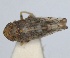  ( - RMNH.INS.1646821)  @11 [ ] by-nc-sa (2024) Unspecified Naturalis Biodiversity Centre