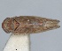  (Neoaliturus haematoceps - RMNH.INS.1646822)  @11 [ ] by-nc-sa (2024) Unspecified Naturalis Biodiversity Centre
