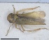  (Opsius lethierryi - RMNH.INS.1646823)  @11 [ ] by-nc-sa (2024) Unspecified Naturalis Biodiversity Centre